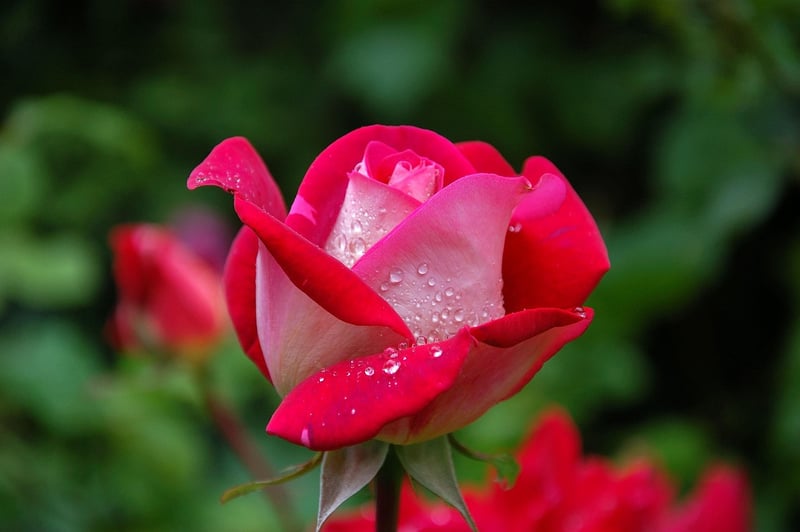 Mystic Rose Garden